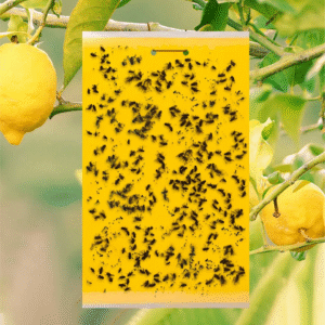 Yellow Sticky Trap (12 x 8 Inches) | হলুদ আঠালো ফাঁদ 1pc